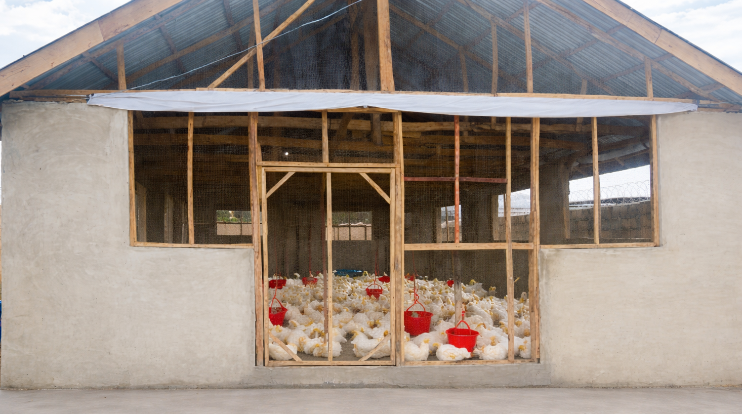 Fresh broiler chickens